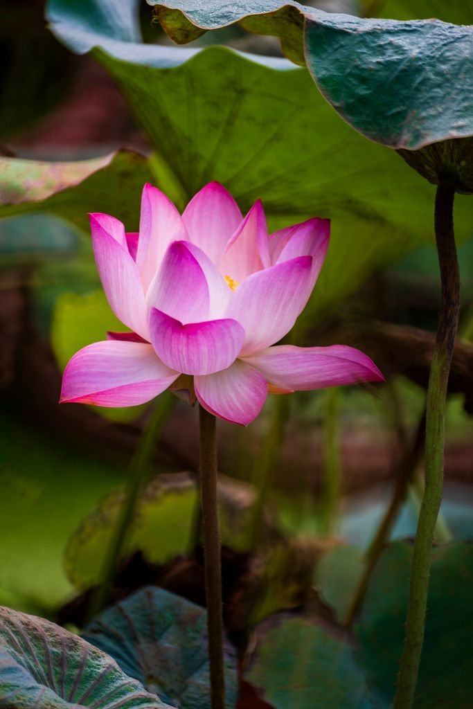 A vibrant pink lotus flower in full bloom among lush green leaves, showcasing nature's beauty.