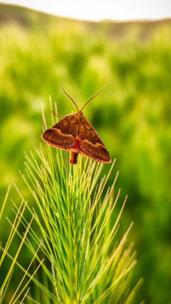 Vibrant moth resting on pine needles in a natural setting.